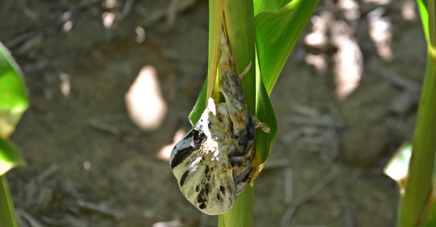 signs of corn smut at a node on the lower part of this cornstalk