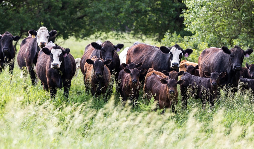 Black Angus cows in field