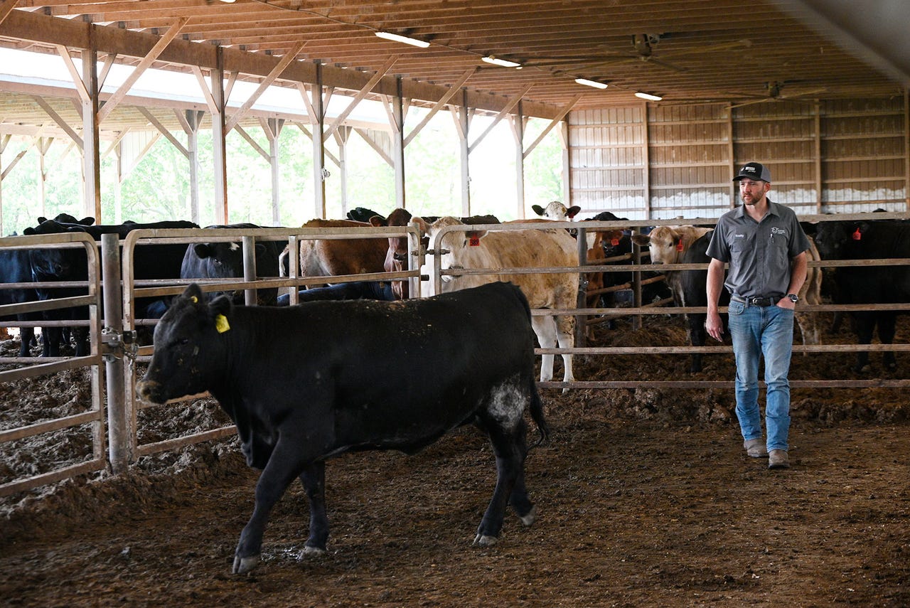 Man herding cattle in pen