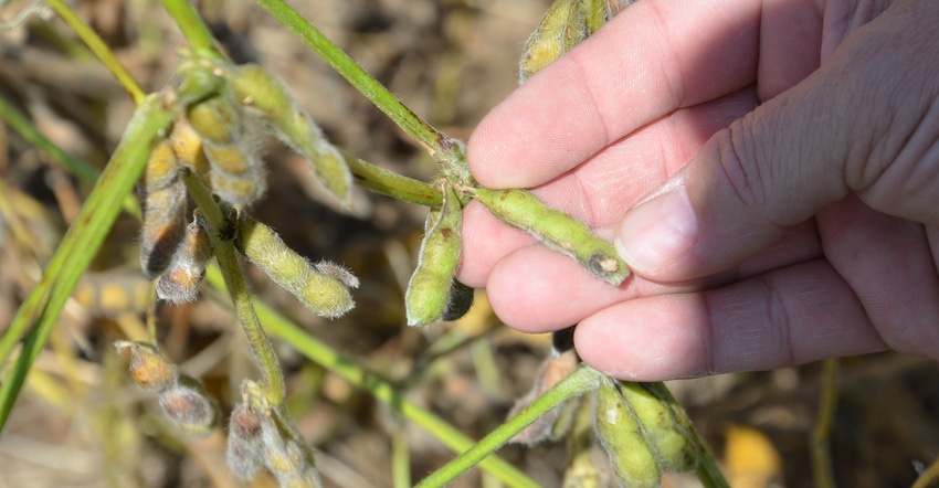 soybean pod with feeding damage from stinkbugs