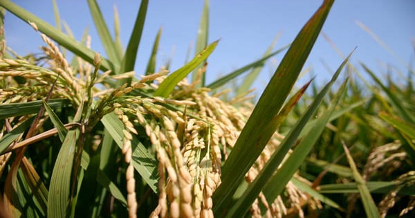 LSU AgCenter releases new rice hybrid