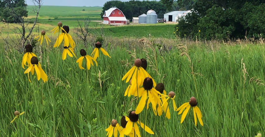 wildflowers with farmstead in background