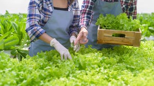 young farmer couple working in hydroponic greenhouse farm