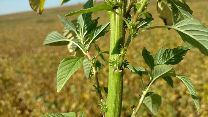 Spiny bracts on the seed head of a palmer amaranth plant