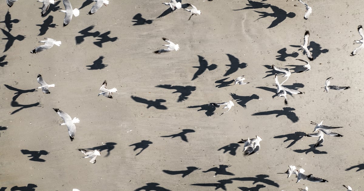 Bird flu reaches Australia, completing global spread