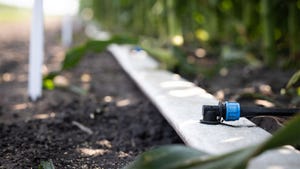 watering tube system on soil
