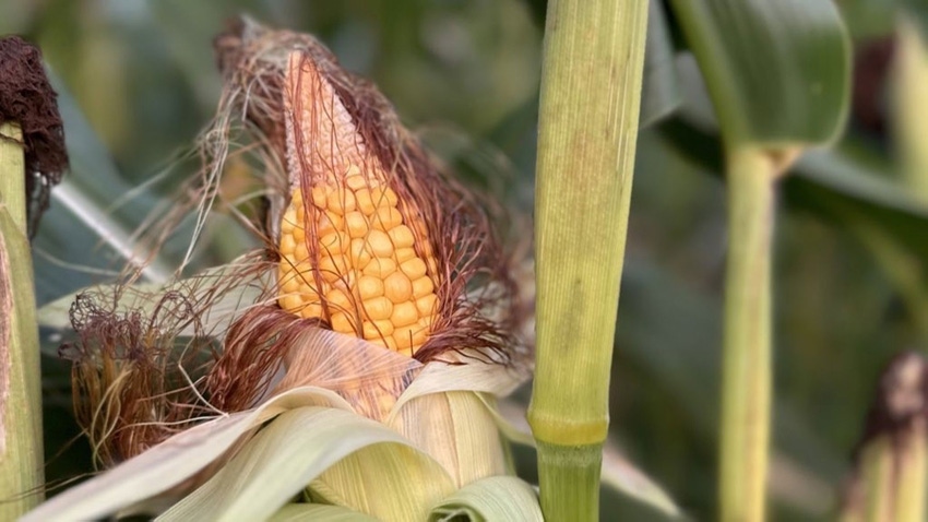 Close up of mature ear of field corn, with husks peeled back.