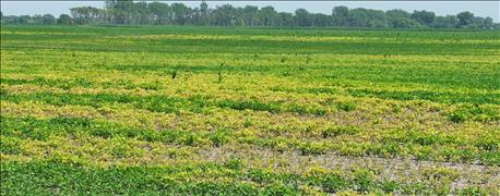 new_soybean_iron_deficiency_chlorosis_ratings_available_1_636090184708683130.jpg
