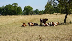 Cows laying in a dry field under a tree