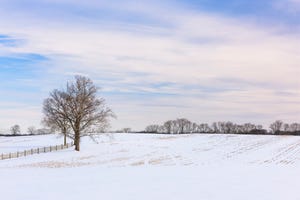 snowy corn field