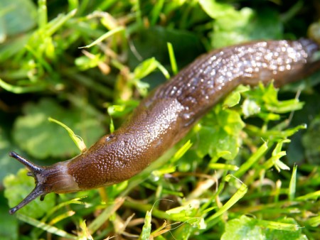 Slug management in Illinois field crops