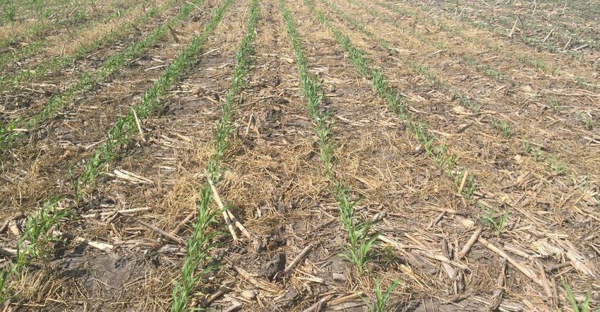 Several species of Pythium can rot the seed prior to germination or infect young corn seedlings before or after emergence