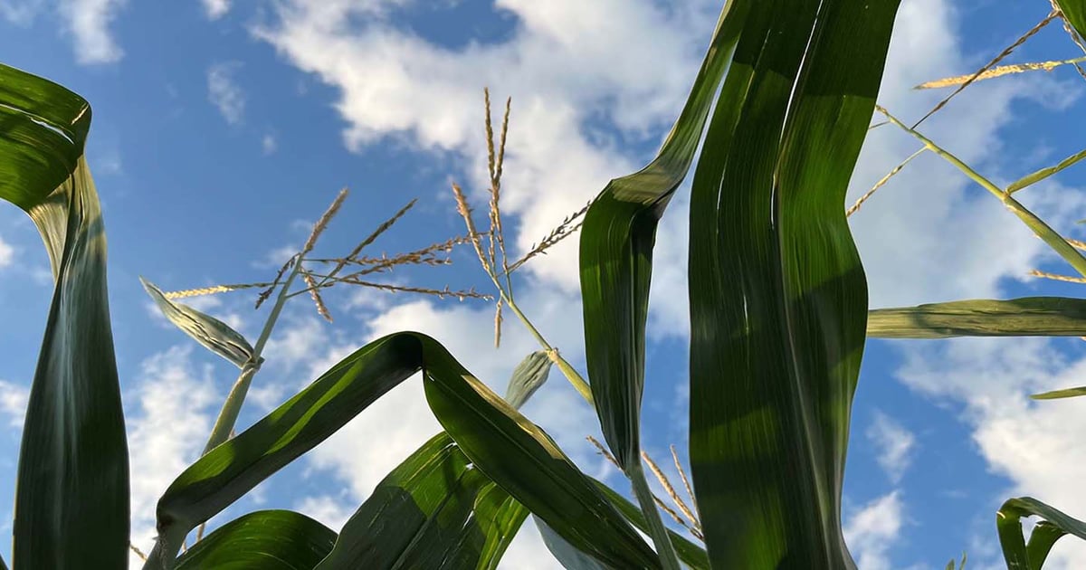 USDA corn and soybean price forecasts explained