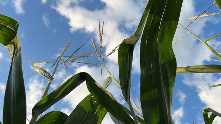 You can do better than USDA’s average grain price