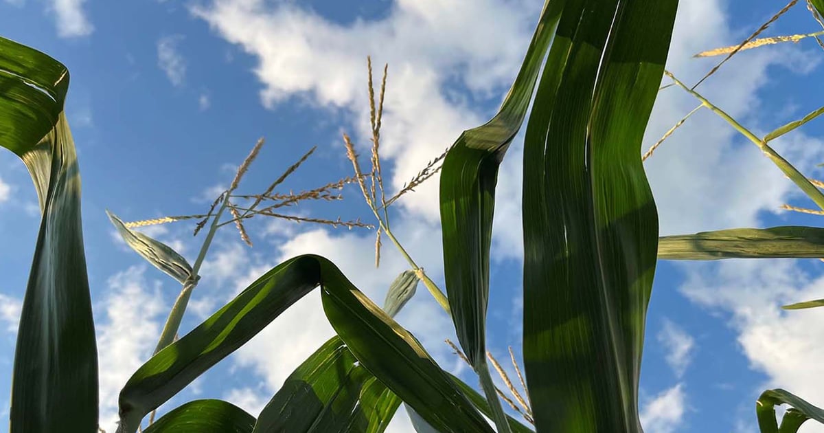 USDA corn and soybean price forecasts explained