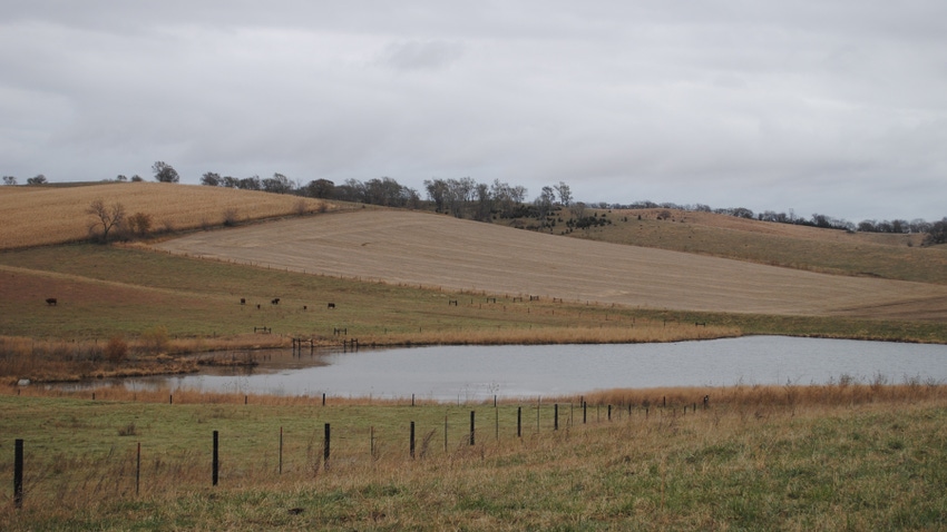Cattle in pasture with pond