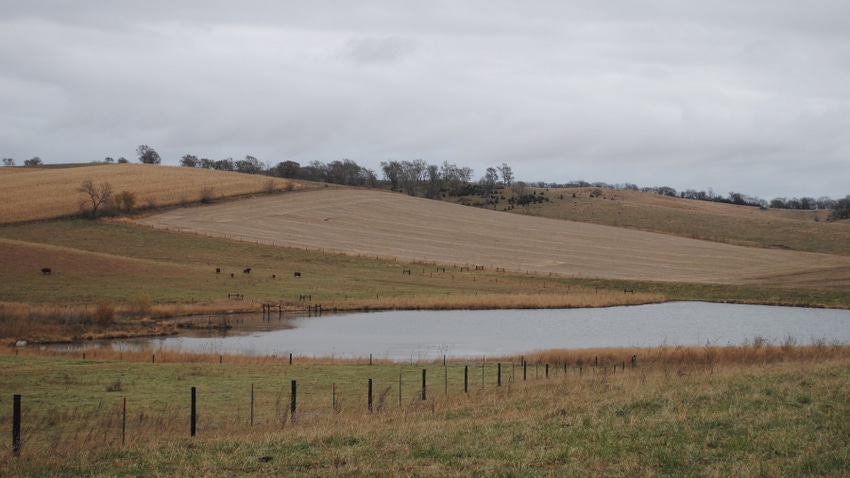 Cattle in pasture with pond Cattle in pasture with pond
