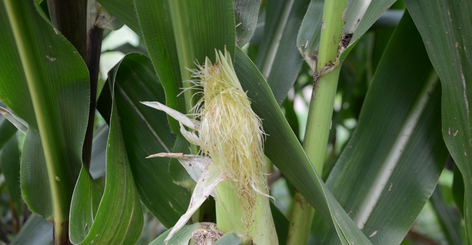 Can plants with clipped silks still pollinate?