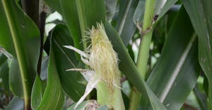 corn with short silks exposed 
