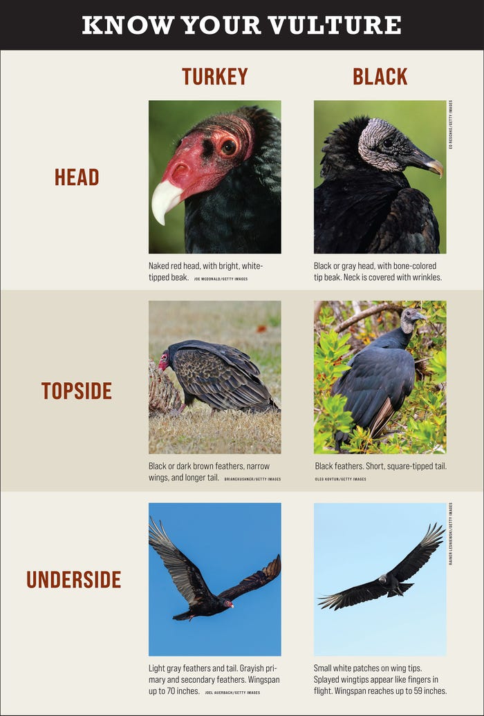 Infographic outlining the difference between turkey and black vultures