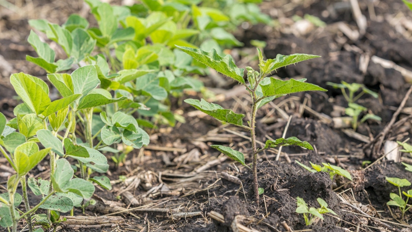 weed in a crop field weed in a crop field