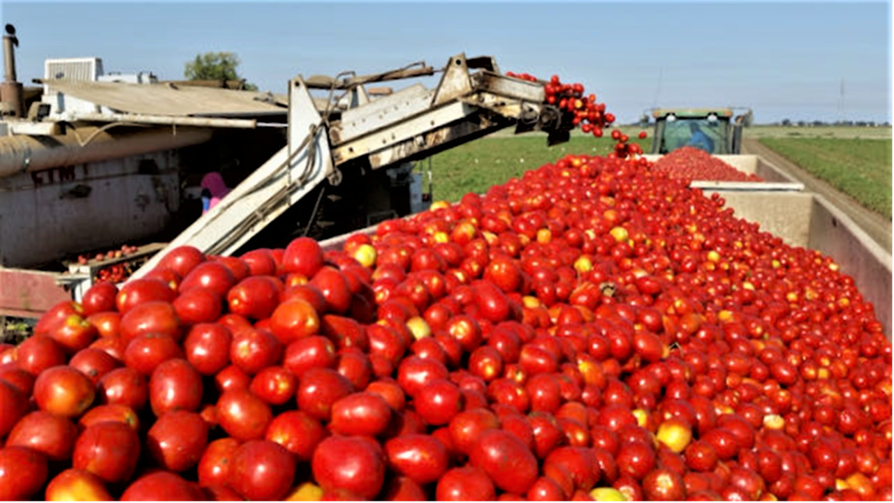 New Cost Study For Processing Tomatoes New cost study for processing tomatoes