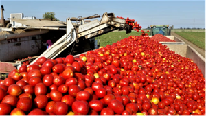 Processing tomatoes