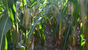 An eye level view between two rows of corn stalks