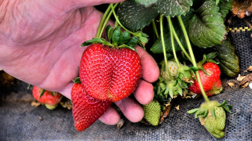 holding strawberry 