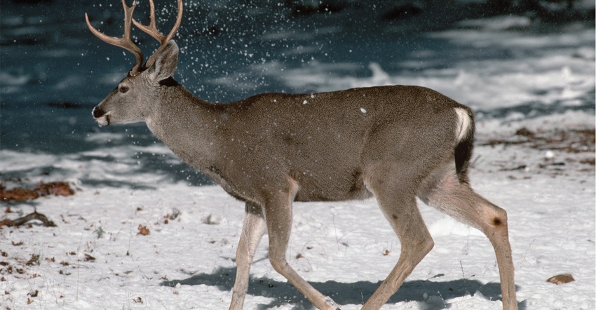 Deer Deer