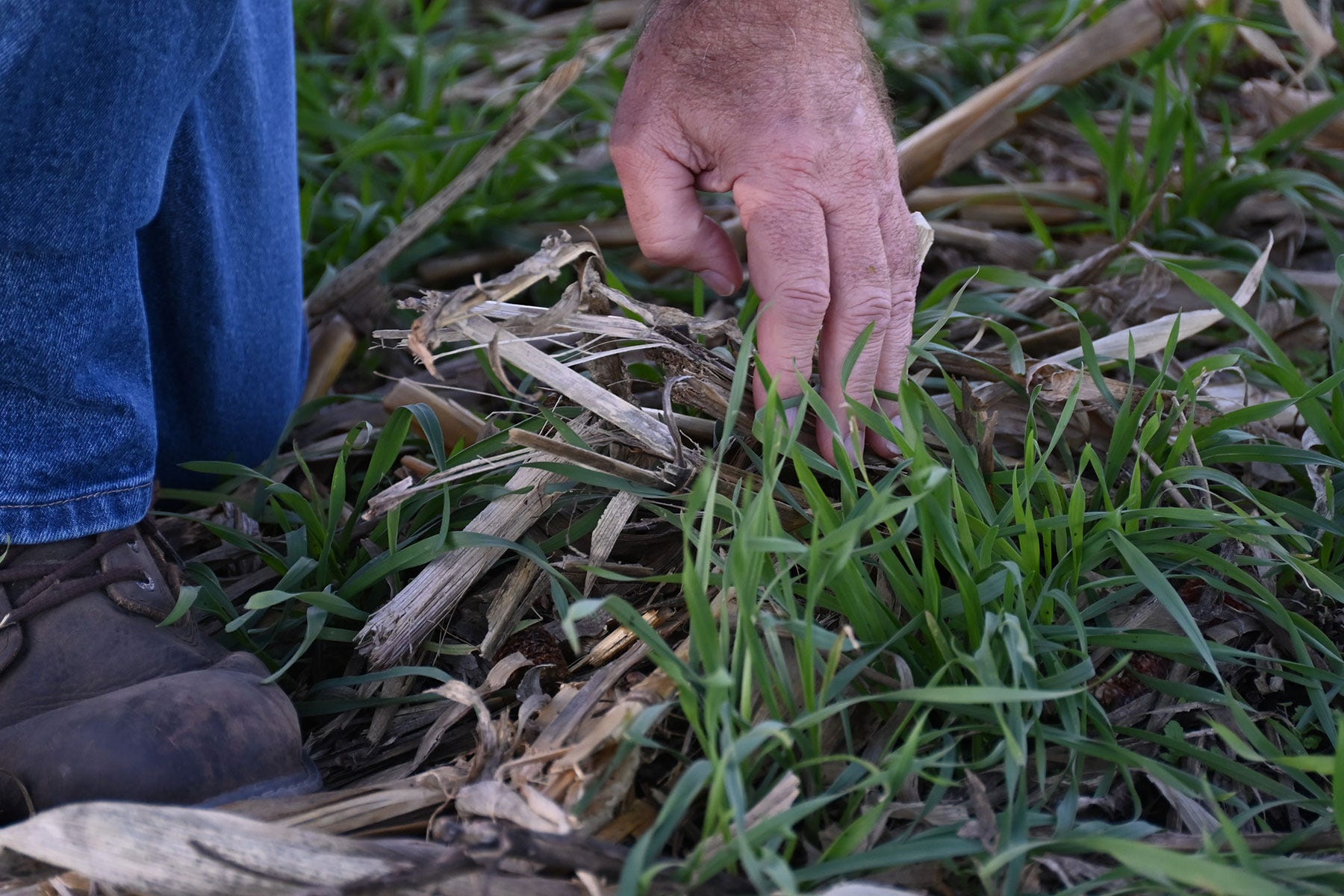a hand pulls back cornstalk residue among a growing cereal rye cover crop