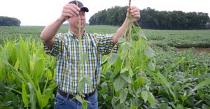 Steve Gauck holds up two soybean plants in a soybean field