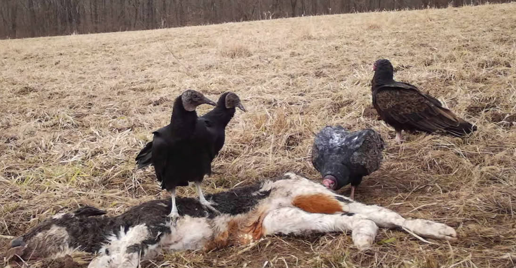 Black vultures have become a big headache for Missouri livestock