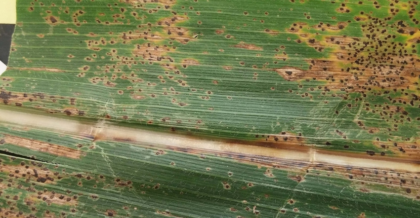 tar spot of corn