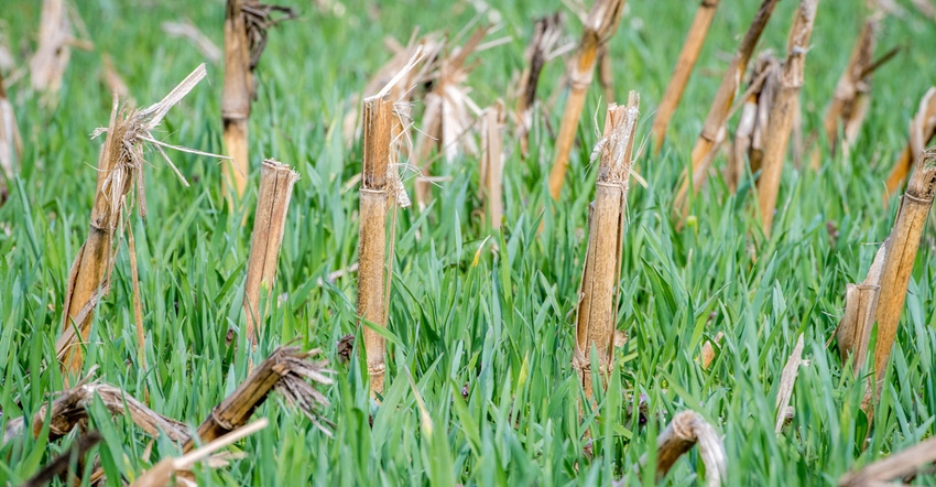 Annual rye cover crop growing over corn stubble