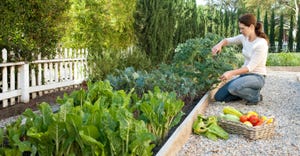 woman picking vegetables in small garden