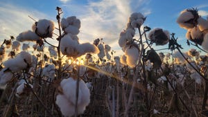 Sun shining through cotton field.