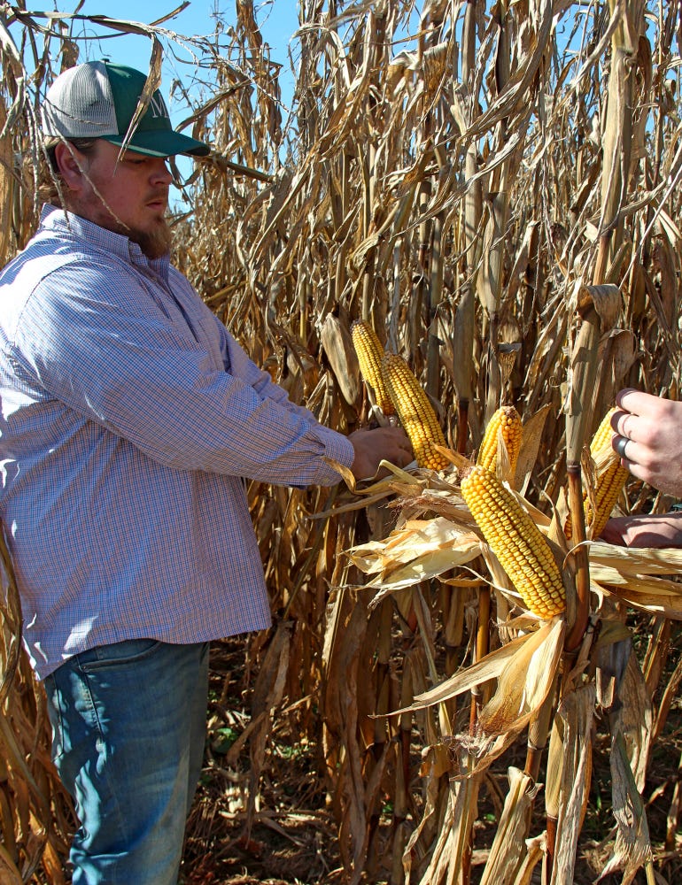 Mike Kurek inspects corn in his field