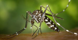 mosquito-49141_1920.jpg