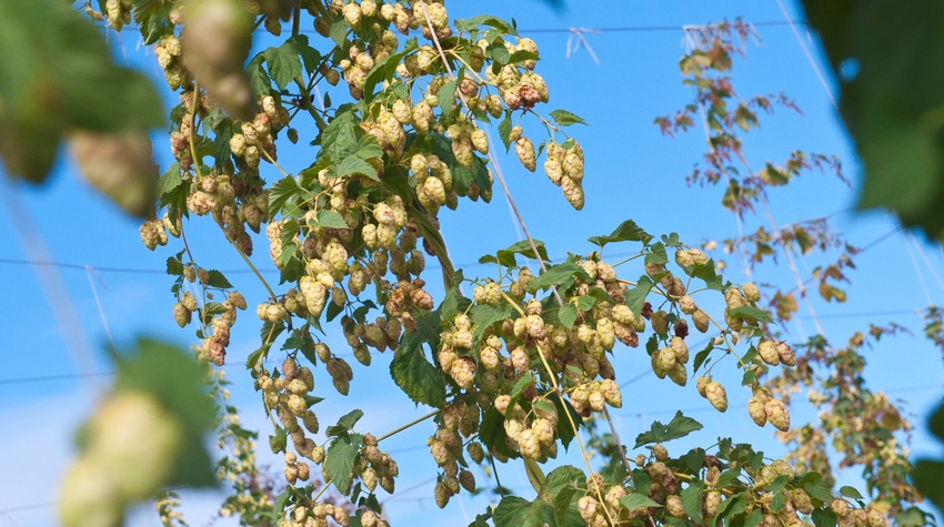 Hops Hops
