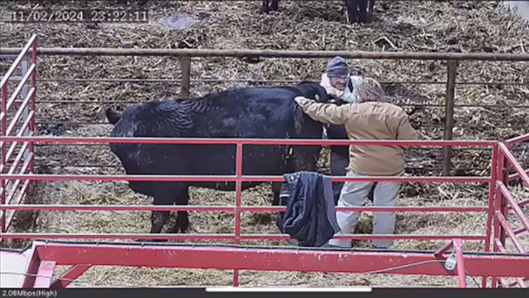  A screenshot of a pixelated camera recording with a digital timestamp of two people tending to a cow