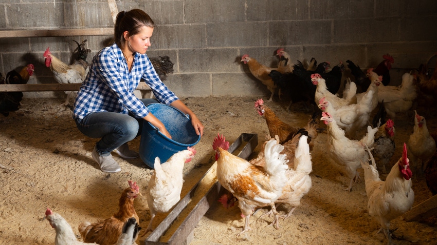 farmer feeding hens in a chicken coop