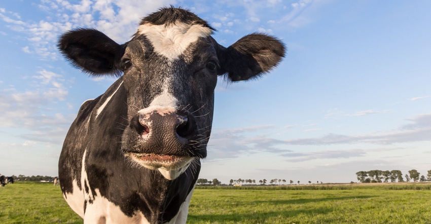 closeup of Holstein head