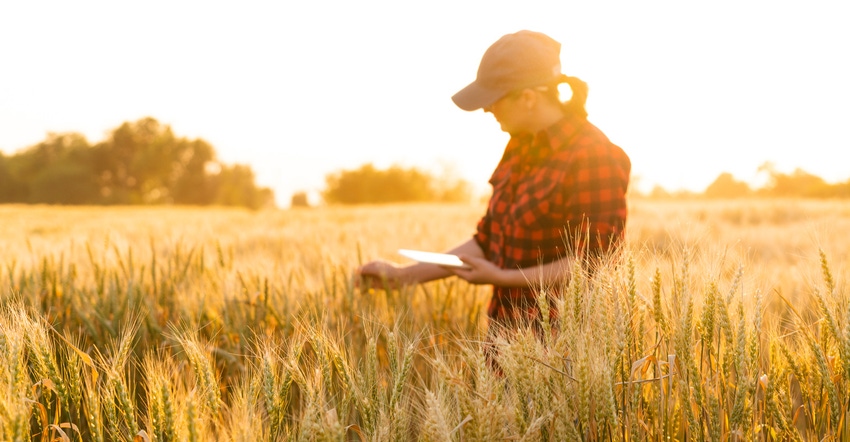 Female farmer examining a field of cereal with a tablet in hand