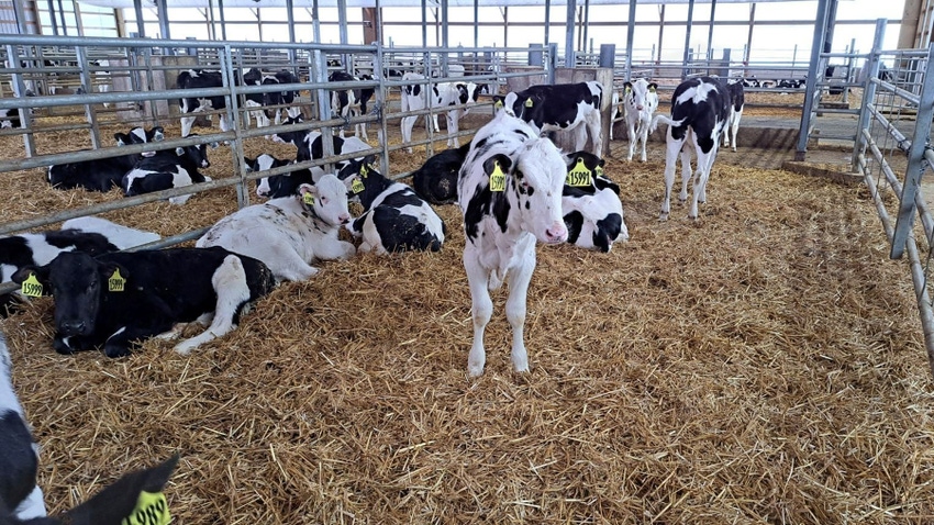 Holstein dairy calves in a pen with deep bedding
