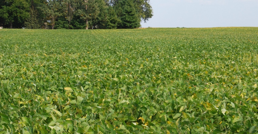 mature soybean field