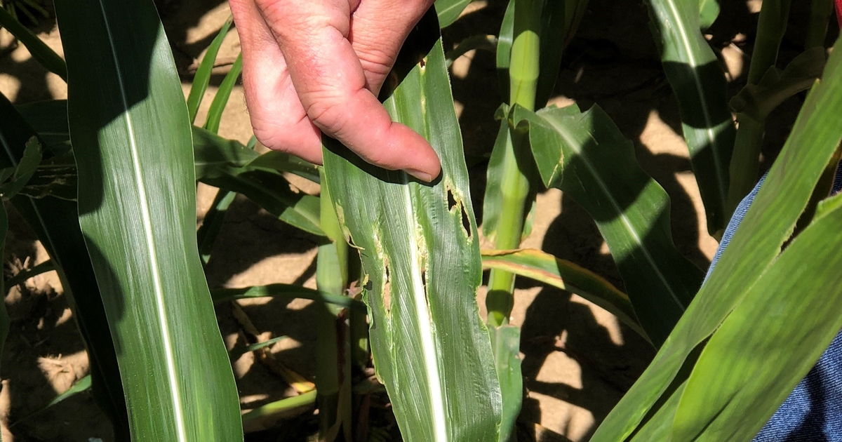 Recognize stinkbug damage in corn