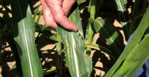 hand pointing out damage to corn leaves caused my stinkbugs