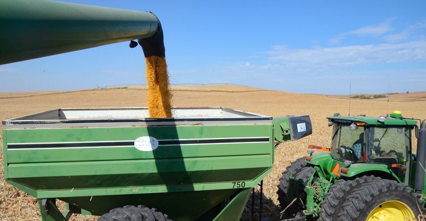 Corn is transferred from the combine to a bin during harvest