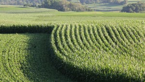 cornfield on a contour
